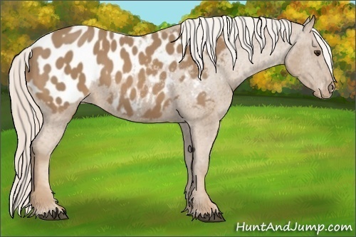 Horse Color:Palomino Appaloosa