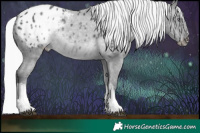 Horse Color:White Spotted Silver Black Chinchilla Blanket Rabicano 