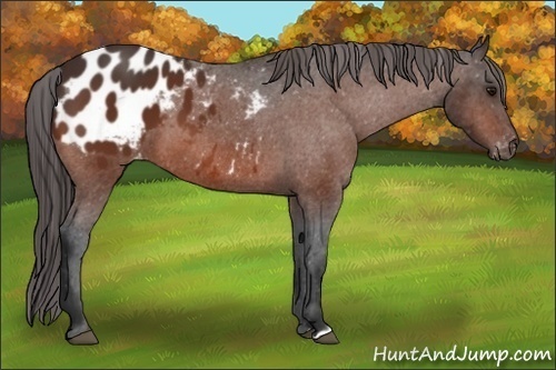 Horse Color:Bay Blanket 