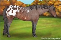 Horse Color:Bay Blanket 