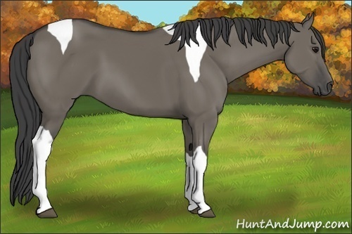 Horse Color:Smoky Grullo Tobiano