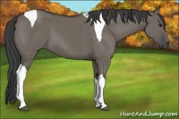 Horse Color:Smoky Grullo Tobiano