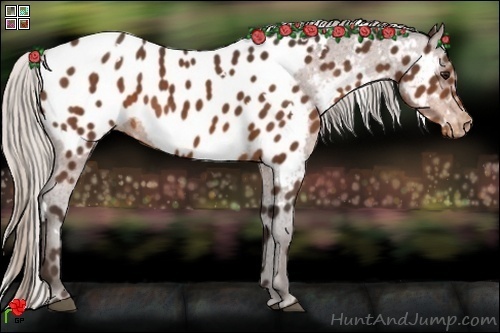 Horse Color:White Spotted Silver Bay Appaloosa