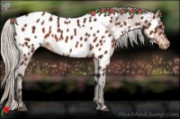Horse Color:White Spotted Silver Bay Appaloosa 