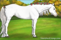 Horse Color:Silver Brown Blanket