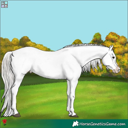 Horse Color:White Spotted Silver Brown Blanket