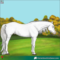 Horse Color:White Spotted Silver Brown Appaloosa 
