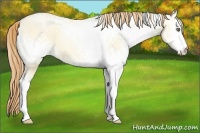 Horse Color:White Spotted Buckskin Pearl Dun 