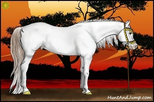 Horse Color:Liver Chestnut Appaloosa 