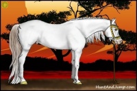 Horse Color:Liver Chestnut Appaloosa
