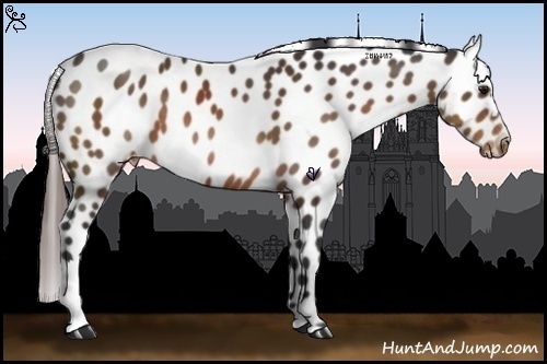 Horse Color:Bay Appaloosa 