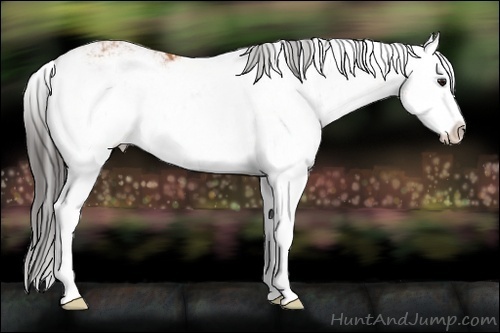 Horse Color:Bay Sabino Splash 