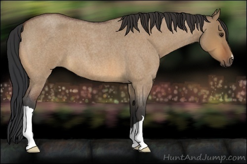 Horse Color:Bay Roan Dun 