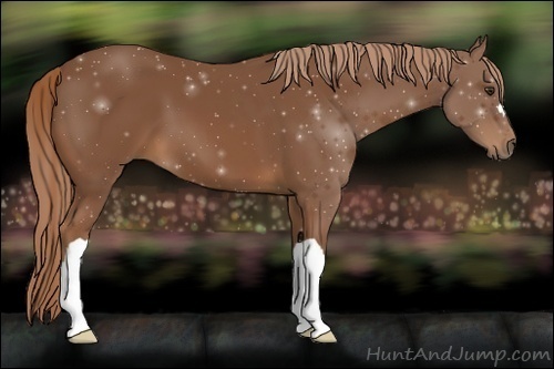 Horse Color:Chestnut 