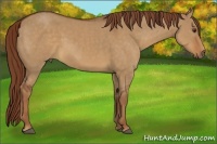 Horse Color:Red Dun 