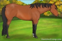 Horse Color:Bay 