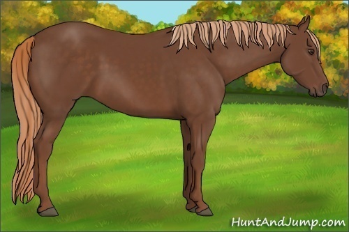Horse Color:Chestnut 