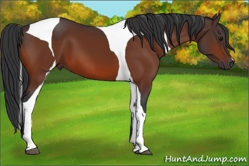 Horse Color:Bay Tobiano 
