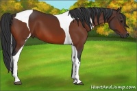 Horse Color:Bay Tobiano 