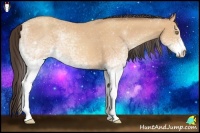 Horse Color:White Spotted Amber Champagne Rabicano