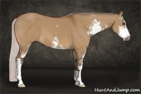 Horse Color:Silver Bay Dun Sabino 