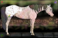 Horse Color:Nacre Bay Ice Appaloosa 