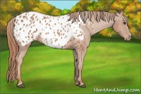 Horse Color:Chestnut Appaloosa 
