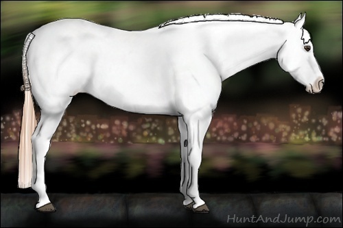 Horse Color:Chestnut Snowcap 
