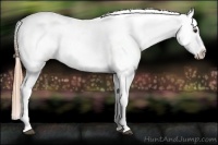 Horse Color:Chestnut Appaloosa 