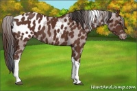Horse Color:Bay Tobiano Appaloosa