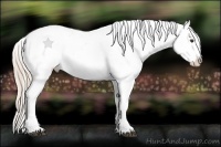 Horse Color:Palomino Appaloosa 