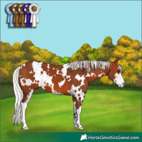 Horse Color:White Spotted Silver Brown Sabino