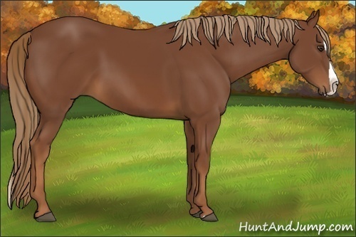 Horse Color:Chestnut Splash 