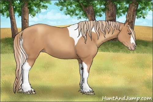 Horse Color:Gold Champagne Tobiano