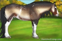 Horse Color:White Spotted Brown Onyx 