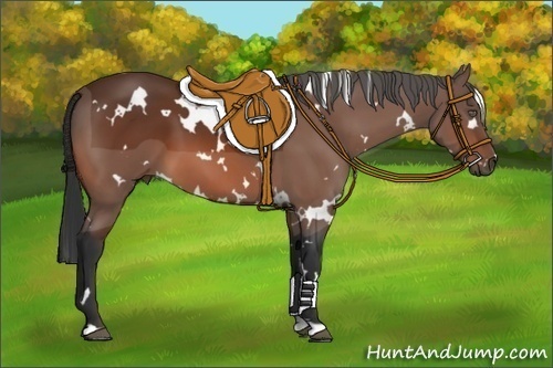 Horse Color:White Spotted Bay 