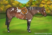 Horse Color:White Spotted Bay 