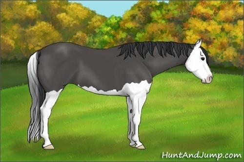Horse Color:Black Splash 