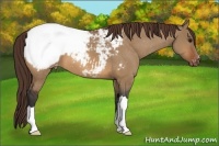 Horse Color:Bay Dun Snowcap 