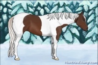 Horse Color:Silver Bay Tobiano