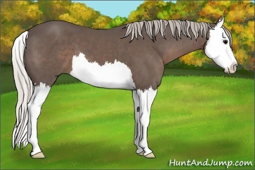 Horse Color:Silver Black Splash 