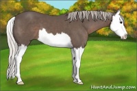 Horse Color:Silver Black Splash 