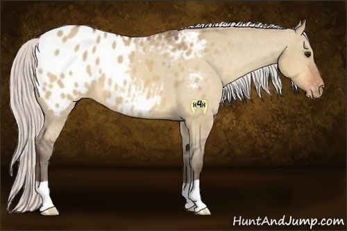Horse Color:Silver Bay Dun Blanket