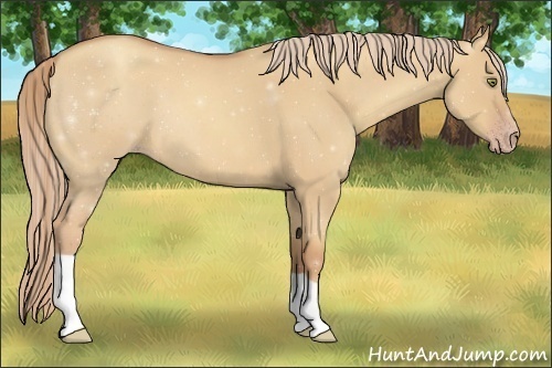 Horse Color:Gold Champagne Roan Dun 