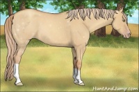 Horse Color:Gold Champagne Roan Dun 