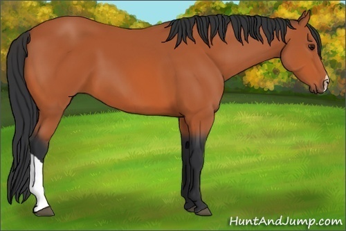 Horse Color:Bay 
