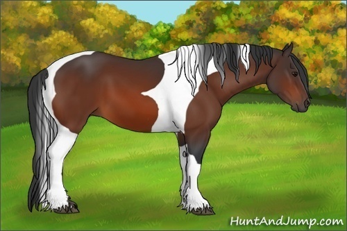 Horse Color:Bay Tobiano 