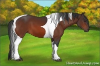 Horse Color:Bay Tobiano 