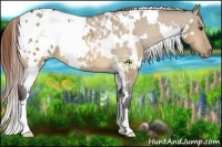 Horse Color:White Spotted Buckskin Dun Blanket 