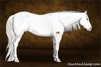 Horse Color:Silver Sable Champagne Dun Appaloosa 